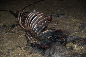 Skeleton of horse - Investigators entered the property of disgraced ex-racehorse trainer Maxine Fraser after hearing reports that a mare and her foal had gone missing. They found two dead horses, both with signs of serious injury.