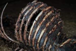 Skeleton of horse - Investigators entered the property of disgraced ex-racehorse trainer Maxine Fraser after hearing reports that a mare and her foal had gone missing. They found two dead horses, both with signs of serious injury.