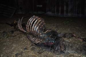 Skeleton of horse - Investigators entered the property of disgraced ex-racehorse trainer Maxine Fraser after hearing reports that a mare and her foal had gone missing. They found two dead horses, both with signs of serious injury.