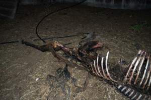 Skeleton of horse - Investigators entered the property of disgraced ex-racehorse trainer Maxine Fraser after hearing reports that a mare and her foal had gone missing. They found two dead horses, both with signs of serious injury.