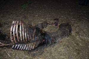 Skeleton of horse - Investigators entered the property of disgraced ex-racehorse trainer Maxine Fraser after hearing reports that a mare and her foal had gone missing. They found two dead horses, both with signs of serious injury.