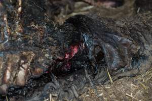 Skeleton of horse - Investigators entered the property of disgraced ex-racehorse trainer Maxine Fraser after hearing reports that a mare and her foal had gone missing. They found two dead horses, both with signs of serious injury.