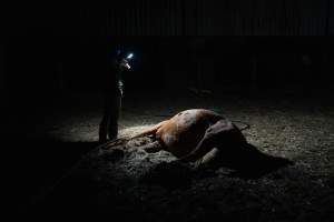 Investigator films a dead horse - Investigators entered the property of disgraced ex-racehorse trainer Maxine Fraser after hearing reports that a mare and her foal had gone missing. They found two dead horses, both with signs of serious injury.