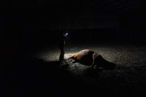 Investigator films a dead horse - Investigators entered the property of disgraced ex-racehorse trainer Maxine Fraser after hearing reports that a mare and her foal had gone missing. They found two dead horses, both with signs of serious injury.