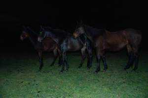 Horses in paddock - Investigators entered the property of disgraced ex-racehorse trainer Maxine Fraser after hearing reports that a mare and her foal had gone missing. They found two dead horses, both with signs of serious injury.