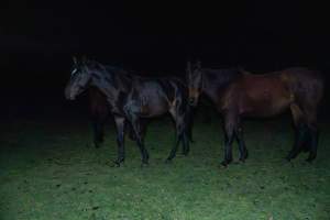 Horses in paddock - Investigators entered the property of disgraced ex-racehorse trainer Maxine Fraser after hearing reports that a mare and her foal had gone missing. They found two dead horses, both with signs of serious injury.