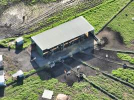 NSW Dairy Farms 2025 - Drone footage of Dairy farms and calf crates on NSW's South Coast. - Captured at Coolea, Numbaa NSW Australia.