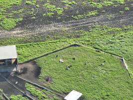 NSW Dairy Farms 2025 - Drone footage of Dairy farms and calf crates on NSW's South Coast. - Captured at Coolea, Numbaa NSW Australia.