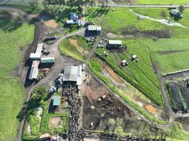 NSW Dairy Farms 2025 - Drone footage of Dairy farms and calf crates on NSW's South Coast. - Captured at Coolea, Numbaa NSW Australia.