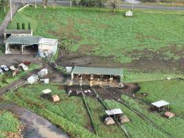 NSW Dairy Farms 2025 - Drone footage of Dairy farms and calf crates on NSW's South Coast. - Captured at Coolea, Numbaa NSW Australia.