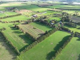 NSW Dairy Farms 2025 - Footage of dairy farms and calf crates on NSW's South Coast. - Captured at Riverlane Dairy, Numbaa NSW Australia.