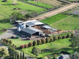 NSW Dairy Farms 2025 - Footage of dairy farms and calf crates on NSW's South Coast. - Captured at Riverlane Dairy, Numbaa NSW Australia.