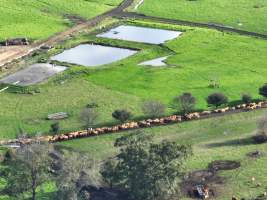 NSW Dairy Farms 2025 - Footage of dairy farms and calf crates on NSW's South Coast. - Captured at Riverlane Dairy, Numbaa NSW Australia.