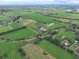 NSW Dairy Farms 2025 - Footage of dairy farms and calf crates on NSW's South Coast. - Captured at Riverlane Dairy, Numbaa NSW Australia.