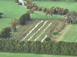 NSW Dairy Calf Crates - 2025 - Drone photos of calf crates at dairies on NSW's South Coast. - Captured at Unknown - Dairy Calf Crates, Numbaa NSW Australia.