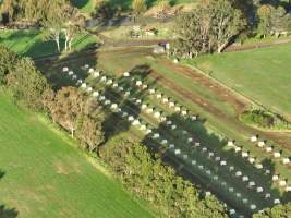 NSW Dairy Calf Crates - 2025 - Drone photos of calf crates at dairies on NSW's South Coast. - Captured at Unknown - Dairy Calf Crates, Numbaa NSW Australia.