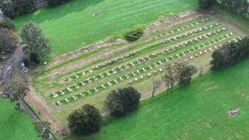 NSW Dairy Calf Crates - 2025 - Drone photos of calf crates at dairies on NSW's South Coast. - Captured at Unknown - Dairy Calf Crates, Numbaa NSW Australia.
