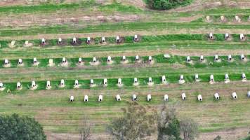 NSW Dairy Calf Crates - 2025 - Drone photos of calf crates at dairies on NSW's South Coast. - Captured at Unknown - Dairy Calf Crates, Numbaa NSW Australia.