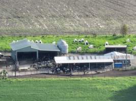 NSW Dairy farm and calf crates - 2025 - A drone investigation of dairy farms and calf crates on NSW's South Coast. - Captured at Unknown Dairy Crates, Terara NSW Australia.