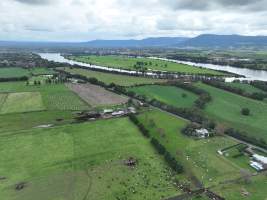 NSW Dairy farm and calf crates - 2025 - A drone investigation of dairy farms and calf crates on NSW's South Coast. - Captured at Unknown Dairy Crates, Terara NSW Australia.