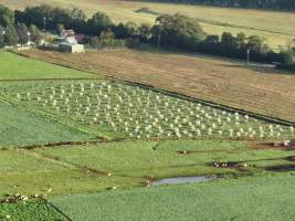 NSW Dairy farm and calf crates - 2025 - A drone investigation of dairy farms and calf crates on NSW's South Coast. - Captured at Unknown Dairy Crates, Terara NSW Australia.