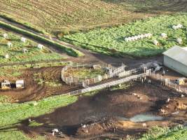 NSW Dairy farm and calf crates - 2025 - A drone investigation of dairy farms and calf crates on NSW's South Coast. - Captured at Unknown Dairy Crates, Terara NSW Australia.