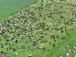 NSW Dairy farm and calf crates - 2025 - A drone investigation of dairy farms and calf crates on NSW's South Coast. - Captured at Unknown Dairy Crates, Terara NSW Australia.