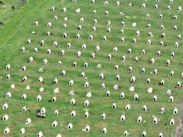 NSW Dairy farm and calf crates - 2025 - A drone investigation of dairy farms and calf crates on NSW's South Coast. - Captured at Unknown Dairy Crates, Terara NSW Australia.