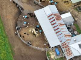 NSW Dairy farm and calf crates - 2025 - A drone investigation of dairy farms and calf crates on NSW's South Coast. - Captured at Unknown Dairy Crates, Terara NSW Australia.