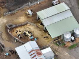 NSW Dairy farm and calf crates - 2025 - A drone investigation of dairy farms and calf crates on NSW's South Coast. - Captured at Unknown Dairy Crates, Terara NSW Australia.