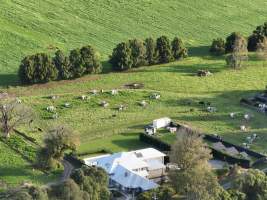 NSW Dairy Farms - 2025 - A drone investigation into dairy farms and calf crates on NSW's South Coast. - Captured at Eagle Park, Numbaa NSW Australia.