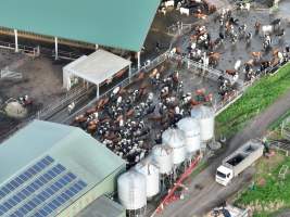 NSW Dairy Farms - 2025 - A drone investigation into dairy farms and calf crates on NSW's South Coast. - Captured at Eagle Park, Numbaa NSW Australia.