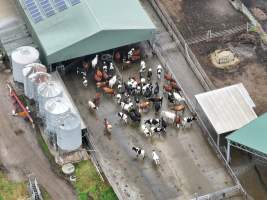 NSW Dairy Farms - 2025 - A drone investigation into dairy farms and calf crates on NSW's South Coast. - Captured at Eagle Park, Numbaa NSW Australia.