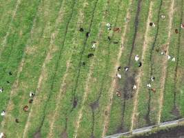 NSW Dairy Farms - 2025 - A drone investigation into dairy farms and calf crates on NSW's South Coast. - Captured at Eagle Park, Numbaa NSW Australia.