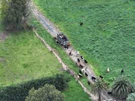 NSW Dairy Farms - 2025 - A drone investigation into dairy farms and calf crates on NSW's South Coast. - Captured at Eagle Park, Numbaa NSW Australia.