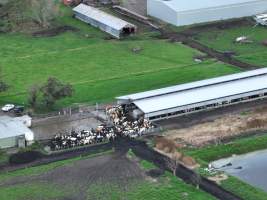 NSW Dairy farms - 2025 - A 2025 drone investigation into dairy farms and calf crates on NSW's South Coast. - Captured at Numbaa Leigh Holsteins, Numbaa NSW Australia.