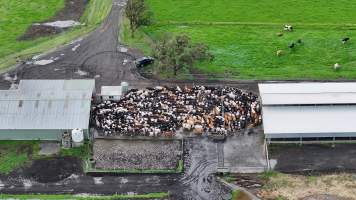 NSW Dairy farms - 2025 - A 2025 drone investigation into dairy farms and calf crates on NSW's South Coast. - Captured at Numbaa Leigh Holsteins, Numbaa NSW Australia.
