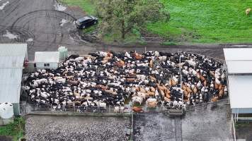 NSW Dairy farms - 2025 - A 2025 drone investigation into dairy farms and calf crates on NSW's South Coast. - Captured at Numbaa Leigh Holsteins, Numbaa NSW Australia.