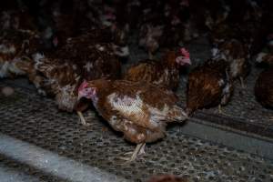 Hen with missing feathers from wings - Part of the 2025 Eggs Uncaged investigation of Victorian free-range and cage free egg farms.
South Gippsland Eggs is a free range egg farm in Devon Meadows, 50km from Melbourne. With a philosophy of 'happy, healthy hens lay the most delicious & wholesome eggs,' the farm has made a name for itself in the local community for offering an ethical alternative to caged eggs.
However, the scenes that greeted investigators when they entered the sheds on the property, told a different story. Thousands of hens are packed into long sheds, forced to stand on slatted metal floors. Without even perches to get off the ground, hens will huddle tightly together on the filthy floor, while their waste falls through to pits underneath the sheds.
Like on other farms, hens were found with missing feathers and wounds indicating feather pecking due to overcrowding. Dead hens lay among the living, including one who had become crushed by the door of the nesting box. Even with access to the outdoors each day, hens were found to be laying soft, jelly-like eggs, indicating calcium deficiency.
South Gippsland Eggs supplies to stores across Victoria using images and branding promising quality, free range eggs. It is owned and operated by second-generation egg farmer Gina Magias Abraham.
- Captured at South Gippsland Eggs, Devon Meadows VIC Australia.