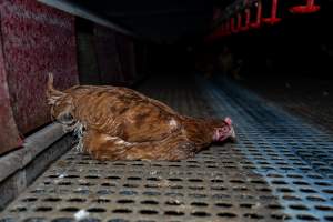 Hen in shed. - Part of the 2025 Eggs Uncaged investigation of Victorian free-range and cage free egg farms.
South Gippsland Eggs is a free range egg farm in Devon Meadows, 50km from Melbourne. With a philosophy of 'happy, healthy hens lay the most delicious & wholesome eggs,' the farm has made a name for itself in the local community for offering an ethical alternative to caged eggs.
However, the scenes that greeted investigators when they entered the sheds on the property, told a different story. Thousands of hens are packed into long sheds, forced to stand on slatted metal floors. Without even perches to get off the ground, hens will huddle tightly together on the filthy floor, while their waste falls through to pits underneath the sheds.
Like on other farms, hens were found with missing feathers and wounds indicating feather pecking due to overcrowding. Dead hens lay among the living, including one who had become crushed by the door of the nesting box. Even with access to the outdoors each day, hens were found to be laying soft, jelly-like eggs, indicating calcium deficiency.
South Gippsland Eggs supplies to stores across Victoria using images and branding promising quality, free range eggs. It is owned and operated by second-generation egg farmer Gina Magias Abraham.
- Captured at South Gippsland Eggs, Devon Meadows VIC Australia.