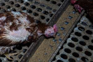 Hen with missing feathers from wings and head. - Part of the 2025 Eggs Uncaged investigation of Victorian free-range and cage free egg farms.
South Gippsland Eggs is a free range egg farm in Devon Meadows, 50km from Melbourne. With a philosophy of 'happy, healthy hens lay the most delicious & wholesome eggs,' the farm has made a name for itself in the local community for offering an ethical alternative to caged eggs.
However, the scenes that greeted investigators when they entered the sheds on the property, told a different story. Thousands of hens are packed into long sheds, forced to stand on slatted metal floors. Without even perches to get off the ground, hens will huddle tightly together on the filthy floor, while their waste falls through to pits underneath the sheds.
Like on other farms, hens were found with missing feathers and wounds indicating feather pecking due to overcrowding. Dead hens lay among the living, including one who had become crushed by the door of the nesting box. Even with access to the outdoors each day, hens were found to be laying soft, jelly-like eggs, indicating calcium deficiency.
South Gippsland Eggs supplies to stores across Victoria using images and branding promising quality, free range eggs. It is owned and operated by second-generation egg farmer Gina Magias Abraham.
- Captured at South Gippsland Eggs, Devon Meadows VIC Australia.