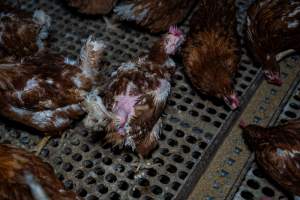 Hen with missing feathers from wings and head. - Part of the 2025 Eggs Uncaged investigation of Victorian free-range and cage free egg farms.
South Gippsland Eggs is a free range egg farm in Devon Meadows, 50km from Melbourne. With a philosophy of 'happy, healthy hens lay the most delicious & wholesome eggs,' the farm has made a name for itself in the local community for offering an ethical alternative to caged eggs.
However, the scenes that greeted investigators when they entered the sheds on the property, told a different story. Thousands of hens are packed into long sheds, forced to stand on slatted metal floors. Without even perches to get off the ground, hens will huddle tightly together on the filthy floor, while their waste falls through to pits underneath the sheds.
Like on other farms, hens were found with missing feathers and wounds indicating feather pecking due to overcrowding. Dead hens lay among the living, including one who had become crushed by the door of the nesting box. Even with access to the outdoors each day, hens were found to be laying soft, jelly-like eggs, indicating calcium deficiency.
South Gippsland Eggs supplies to stores across Victoria using images and branding promising quality, free range eggs. It is owned and operated by second-generation egg farmer Gina Magias Abraham.
- Captured at South Gippsland Eggs, Devon Meadows VIC Australia.