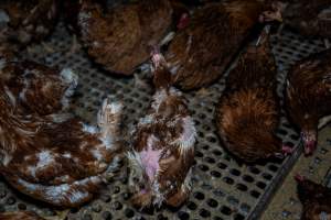 Hen with missing feathers from wings and head. - Part of the 2025 Eggs Uncaged investigation of Victorian free-range and cage free egg farms.
South Gippsland Eggs is a free range egg farm in Devon Meadows, 50km from Melbourne. With a philosophy of 'happy, healthy hens lay the most delicious & wholesome eggs,' the farm has made a name for itself in the local community for offering an ethical alternative to caged eggs.
However, the scenes that greeted investigators when they entered the sheds on the property, told a different story. Thousands of hens are packed into long sheds, forced to stand on slatted metal floors. Without even perches to get off the ground, hens will huddle tightly together on the filthy floor, while their waste falls through to pits underneath the sheds.
Like on other farms, hens were found with missing feathers and wounds indicating feather pecking due to overcrowding. Dead hens lay among the living, including one who had become crushed by the door of the nesting box. Even with access to the outdoors each day, hens were found to be laying soft, jelly-like eggs, indicating calcium deficiency.
South Gippsland Eggs supplies to stores across Victoria using images and branding promising quality, free range eggs. It is owned and operated by second-generation egg farmer Gina Magias Abraham.
- Captured at South Gippsland Eggs, Devon Meadows VIC Australia.