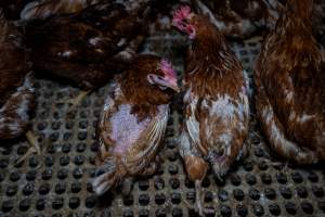 Hen with missing feathers from wings and head. - Part of the 2025 Eggs Uncaged investigation of Victorian free-range and cage free egg farms.
South Gippsland Eggs is a free range egg farm in Devon Meadows, 50km from Melbourne. With a philosophy of 'happy, healthy hens lay the most delicious & wholesome eggs,' the farm has made a name for itself in the local community for offering an ethical alternative to caged eggs.
However, the scenes that greeted investigators when they entered the sheds on the property, told a different story. Thousands of hens are packed into long sheds, forced to stand on slatted metal floors. Without even perches to get off the ground, hens will huddle tightly together on the filthy floor, while their waste falls through to pits underneath the sheds.
Like on other farms, hens were found with missing feathers and wounds indicating feather pecking due to overcrowding. Dead hens lay among the living, including one who had become crushed by the door of the nesting box. Even with access to the outdoors each day, hens were found to be laying soft, jelly-like eggs, indicating calcium deficiency.
South Gippsland Eggs supplies to stores across Victoria using images and branding promising quality, free range eggs. It is owned and operated by second-generation egg farmer Gina Magias Abraham.
- Captured at South Gippsland Eggs, Devon Meadows VIC Australia.