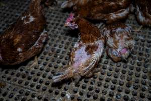 Hen with missing feathers from wings and head. - Part of the 2025 Eggs Uncaged investigation of Victorian free-range and cage free egg farms.
South Gippsland Eggs is a free range egg farm in Devon Meadows, 50km from Melbourne. With a philosophy of 'happy, healthy hens lay the most delicious & wholesome eggs,' the farm has made a name for itself in the local community for offering an ethical alternative to caged eggs.
However, the scenes that greeted investigators when they entered the sheds on the property, told a different story. Thousands of hens are packed into long sheds, forced to stand on slatted metal floors. Without even perches to get off the ground, hens will huddle tightly together on the filthy floor, while their waste falls through to pits underneath the sheds.
Like on other farms, hens were found with missing feathers and wounds indicating feather pecking due to overcrowding. Dead hens lay among the living, including one who had become crushed by the door of the nesting box. Even with access to the outdoors each day, hens were found to be laying soft, jelly-like eggs, indicating calcium deficiency.
South Gippsland Eggs supplies to stores across Victoria using images and branding promising quality, free range eggs. It is owned and operated by second-generation egg farmer Gina Magias Abraham.
- Captured at South Gippsland Eggs, Devon Meadows VIC Australia.