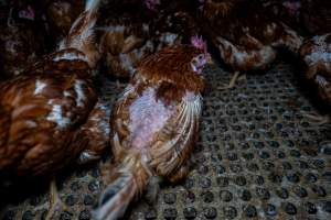 Hen with missing feathers from wings and head. - Part of the 2025 Eggs Uncaged investigation of Victorian free-range and cage free egg farms.
South Gippsland Eggs is a free range egg farm in Devon Meadows, 50km from Melbourne. With a philosophy of 'happy, healthy hens lay the most delicious & wholesome eggs,' the farm has made a name for itself in the local community for offering an ethical alternative to caged eggs.
However, the scenes that greeted investigators when they entered the sheds on the property, told a different story. Thousands of hens are packed into long sheds, forced to stand on slatted metal floors. Without even perches to get off the ground, hens will huddle tightly together on the filthy floor, while their waste falls through to pits underneath the sheds.
Like on other farms, hens were found with missing feathers and wounds indicating feather pecking due to overcrowding. Dead hens lay among the living, including one who had become crushed by the door of the nesting box. Even with access to the outdoors each day, hens were found to be laying soft, jelly-like eggs, indicating calcium deficiency.
South Gippsland Eggs supplies to stores across Victoria using images and branding promising quality, free range eggs. It is owned and operated by second-generation egg farmer Gina Magias Abraham.
- Captured at South Gippsland Eggs, Devon Meadows VIC Australia.