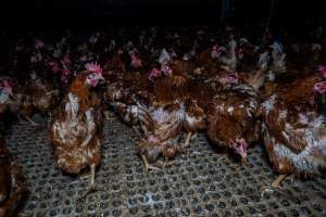 Hens in free-range shed - Part of the 2025 Eggs Uncaged investigation of Victorian free-range and cage free egg farms.
South Gippsland Eggs is a free range egg farm in Devon Meadows, 50km from Melbourne. With a philosophy of 'happy, healthy hens lay the most delicious & wholesome eggs,' the farm has made a name for itself in the local community for offering an ethical alternative to caged eggs.
However, the scenes that greeted investigators when they entered the sheds on the property, told a different story. Thousands of hens are packed into long sheds, forced to stand on slatted metal floors. Without even perches to get off the ground, hens will huddle tightly together on the filthy floor, while their waste falls through to pits underneath the sheds.
Like on other farms, hens were found with missing feathers and wounds indicating feather pecking due to overcrowding. Dead hens lay among the living, including one who had become crushed by the door of the nesting box. Even with access to the outdoors each day, hens were found to be laying soft, jelly-like eggs, indicating calcium deficiency.
South Gippsland Eggs supplies to stores across Victoria using images and branding promising quality, free range eggs. It is owned and operated by second-generation egg farmer Gina Magias Abraham.
- Captured at South Gippsland Eggs, Devon Meadows VIC Australia.