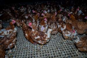 Hens in free-range shed - Part of the 2025 Eggs Uncaged investigation of Victorian free-range and cage free egg farms.
South Gippsland Eggs is a free range egg farm in Devon Meadows, 50km from Melbourne. With a philosophy of 'happy, healthy hens lay the most delicious & wholesome eggs,' the farm has made a name for itself in the local community for offering an ethical alternative to caged eggs.
However, the scenes that greeted investigators when they entered the sheds on the property, told a different story. Thousands of hens are packed into long sheds, forced to stand on slatted metal floors. Without even perches to get off the ground, hens will huddle tightly together on the filthy floor, while their waste falls through to pits underneath the sheds.
Like on other farms, hens were found with missing feathers and wounds indicating feather pecking due to overcrowding. Dead hens lay among the living, including one who had become crushed by the door of the nesting box. Even with access to the outdoors each day, hens were found to be laying soft, jelly-like eggs, indicating calcium deficiency.
South Gippsland Eggs supplies to stores across Victoria using images and branding promising quality, free range eggs. It is owned and operated by second-generation egg farmer Gina Magias Abraham.
- Captured at South Gippsland Eggs, Devon Meadows VIC Australia.