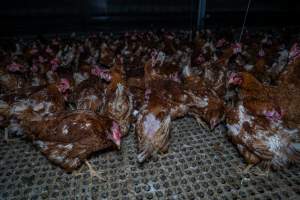 Hen with missing feathers - Part of the 2025 Eggs Uncaged investigation of Victorian free-range and cage free egg farms.
South Gippsland Eggs is a free range egg farm in Devon Meadows, 50km from Melbourne. With a philosophy of 'happy, healthy hens lay the most delicious & wholesome eggs,' the farm has made a name for itself in the local community for offering an ethical alternative to caged eggs.
However, the scenes that greeted investigators when they entered the sheds on the property, told a different story. Thousands of hens are packed into long sheds, forced to stand on slatted metal floors. Without even perches to get off the ground, hens will huddle tightly together on the filthy floor, while their waste falls through to pits underneath the sheds.
Like on other farms, hens were found with missing feathers and wounds indicating feather pecking due to overcrowding. Dead hens lay among the living, including one who had become crushed by the door of the nesting box. Even with access to the outdoors each day, hens were found to be laying soft, jelly-like eggs, indicating calcium deficiency.
South Gippsland Eggs supplies to stores across Victoria using images and branding promising quality, free range eggs. It is owned and operated by second-generation egg farmer Gina Magias Abraham.
- Captured at South Gippsland Eggs, Devon Meadows VIC Australia.