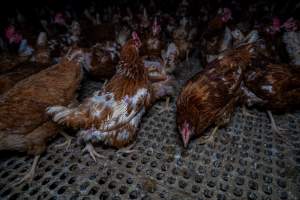 Free-range eggs investigation 2025 - Part of the 2025 Eggs Uncaged investigation of Victorian free-range and cage free egg farms.
South Gippsland Eggs is a free range egg farm in Devon Meadows, 50km from Melbourne. With a philosophy of 'happy, healthy hens lay the most delicious & wholesome eggs,' the farm has made a name for itself in the local community for offering an ethical alternative to caged eggs.
However, the scenes that greeted investigators when they entered the sheds on the property, told a different story. Thousands of hens are packed into long sheds, forced to stand on slatted metal floors. Without even perches to get off the ground, hens will huddle tightly together on the filthy floor, while their waste falls through to pits underneath the sheds.
Like on other farms, hens were found with missing feathers and wounds indicating feather pecking due to overcrowding. Dead hens lay among the living, including one who had become crushed by the door of the nesting box. Even with access to the outdoors each day, hens were found to be laying soft, jelly-like eggs, indicating calcium deficiency.
South Gippsland Eggs supplies to stores across Victoria using images and branding promising quality, free range eggs. It is owned and operated by second-generation egg farmer Gina Magias Abraham.
- Captured at South Gippsland Eggs, Devon Meadows VIC Australia.